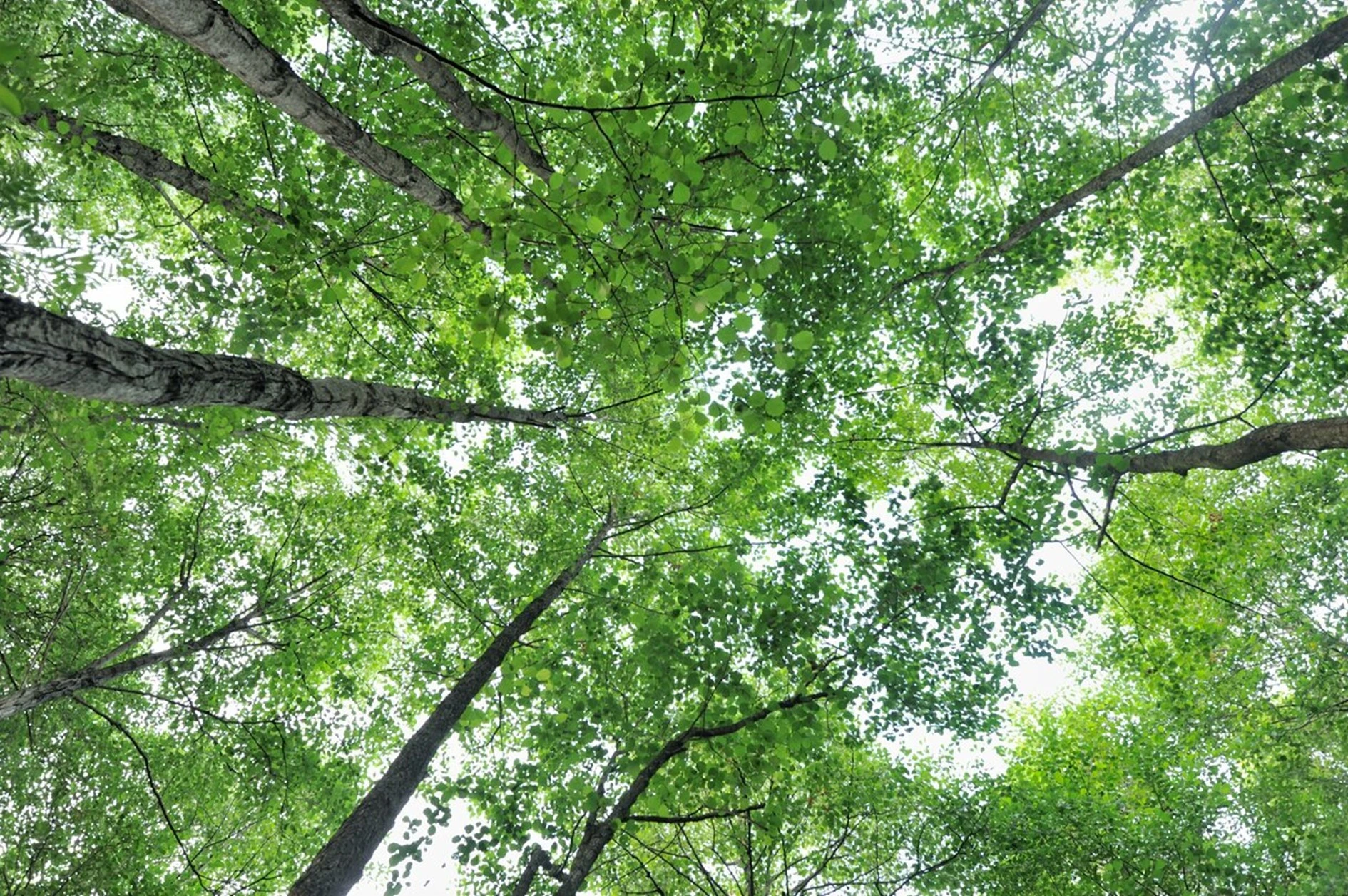 Groen loofbomen gezien vanuit kikkerperspectief