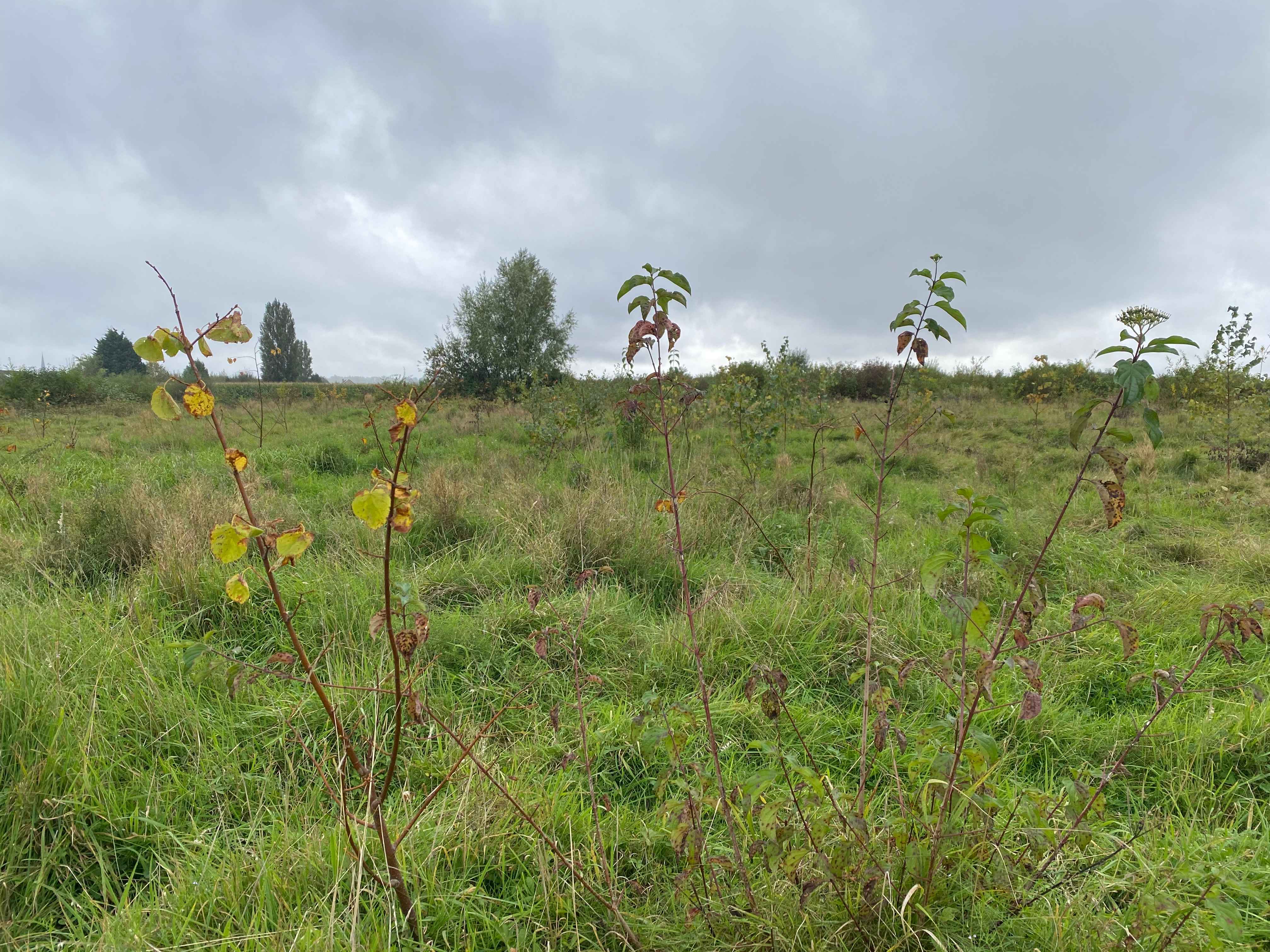 Microbossen die 10x zo snel groeien