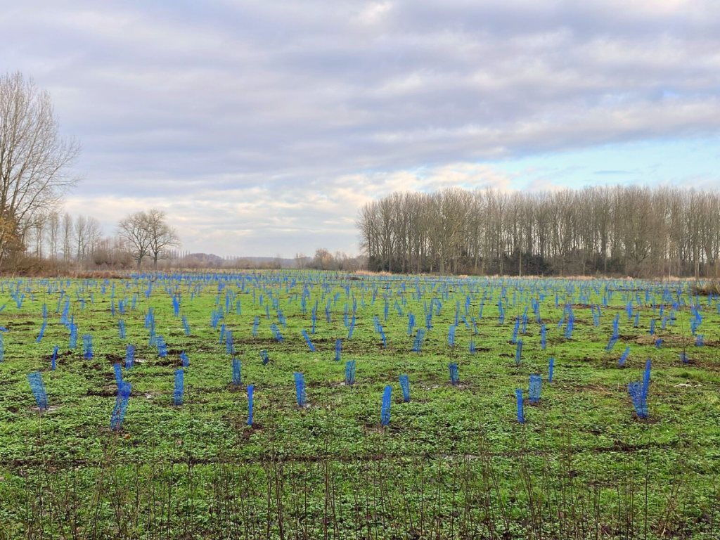 Heel veel jonge bomen in een nieuw bos